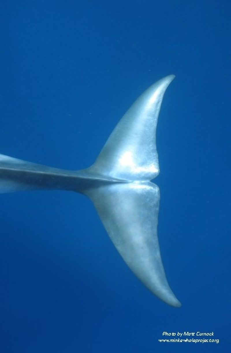Tail flukes of a dwarf minke whale.