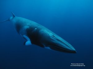 Anatomy - Minke Whale Project - Minke Whale Project