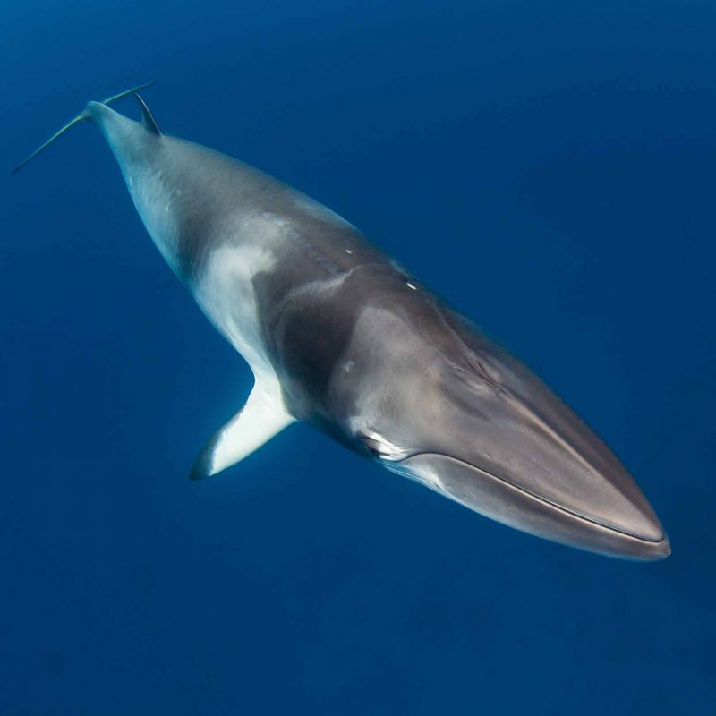 Whale in blue_Thumbnail